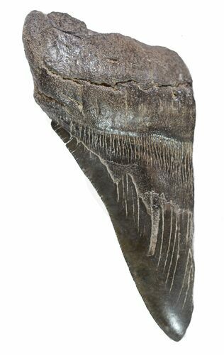 Partial Fossil Megalodon Tooth #89052